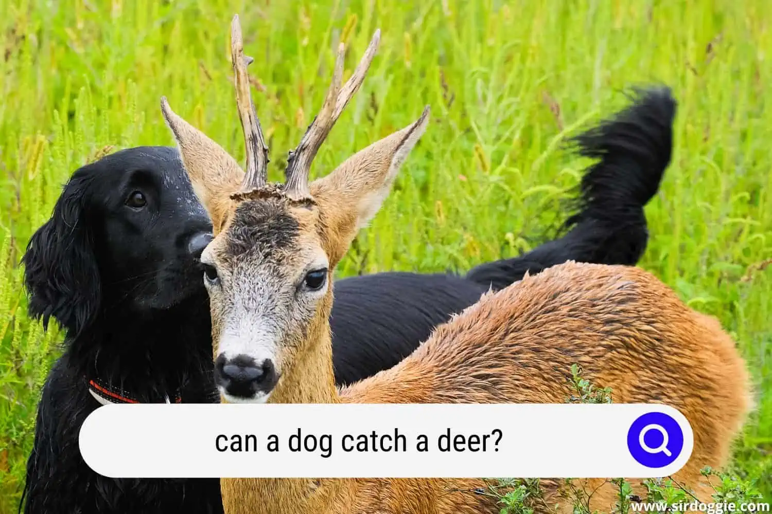can a dog catch a deer