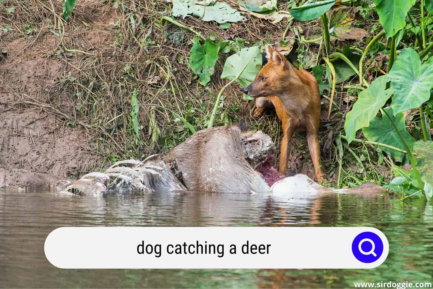dog catching a deer