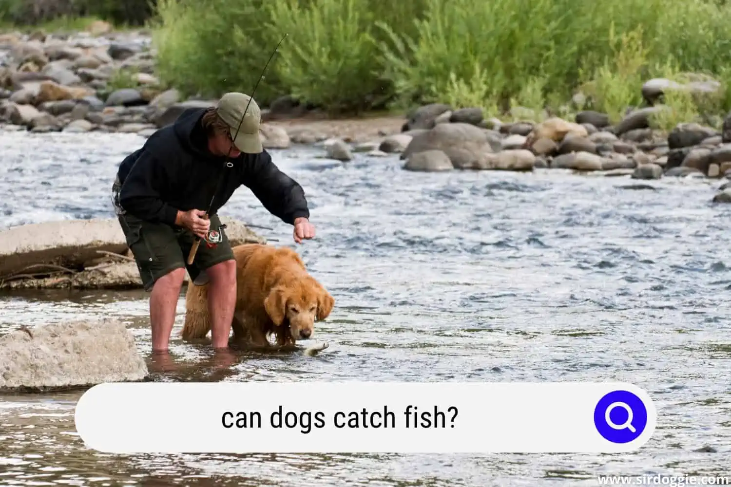 can dogs catch fish