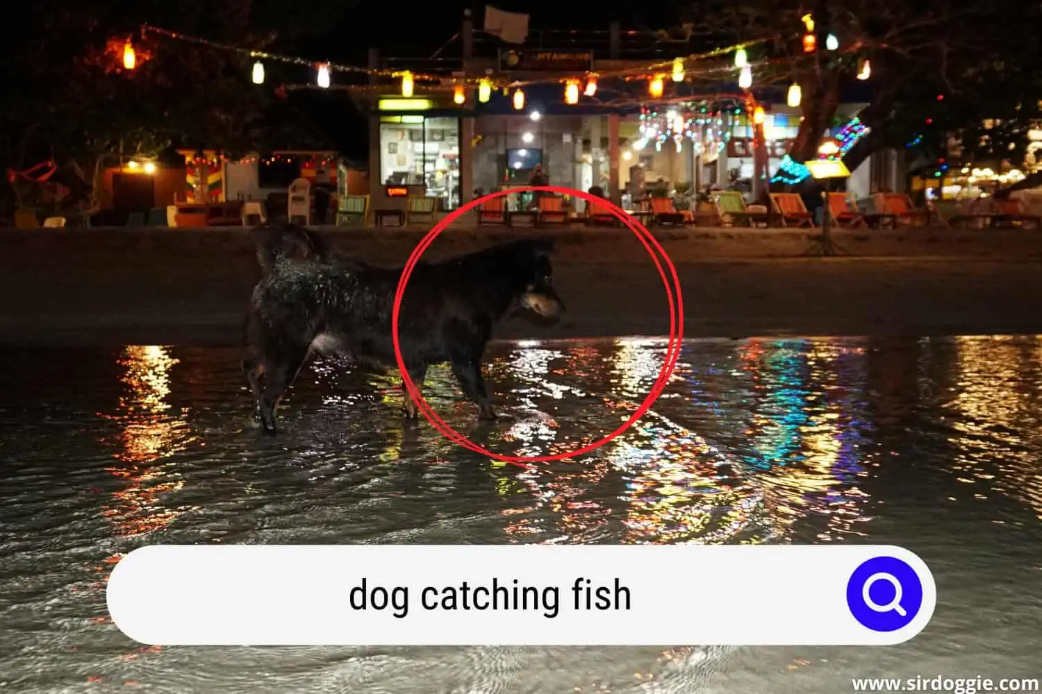 dog catching fish
