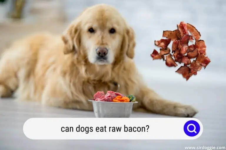 Can Dogs Eat Raw Bacon? (Detailed Explanation)