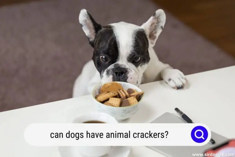Can Dogs Have Animal Crackers? (A Detailed Explanation)