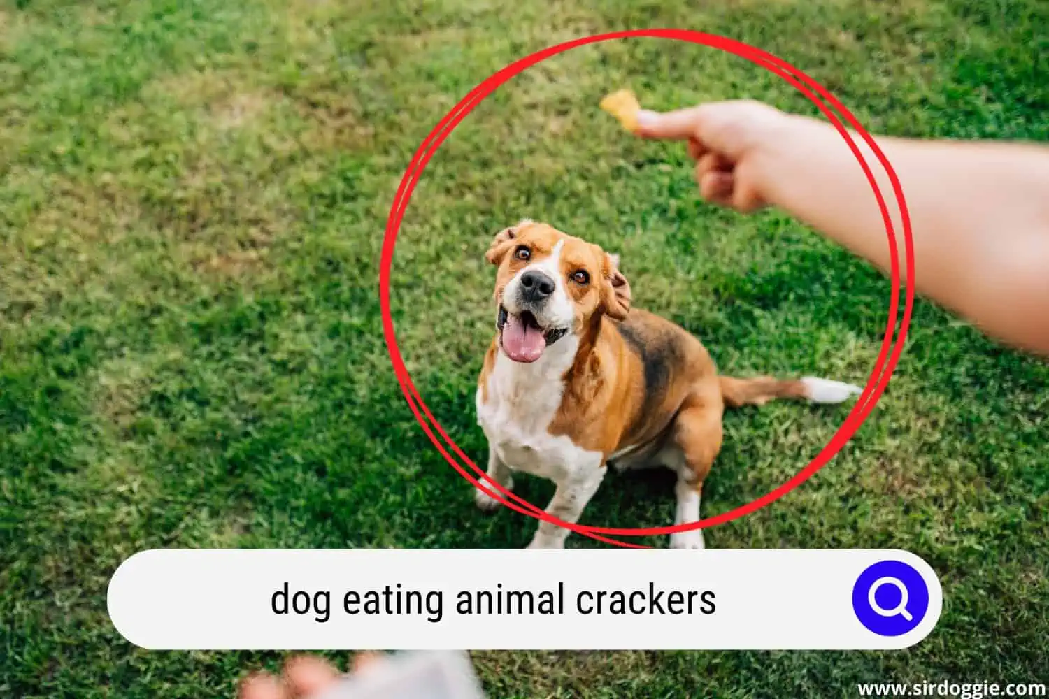 dog eating animal crackers