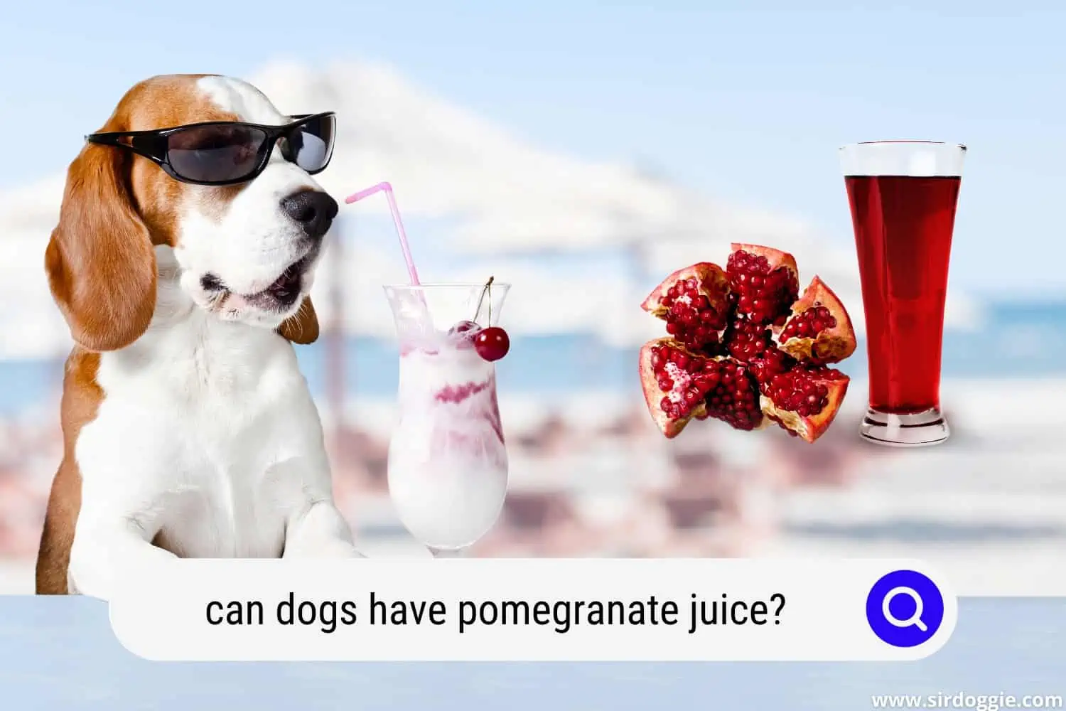 can dogs have pomegranate juice