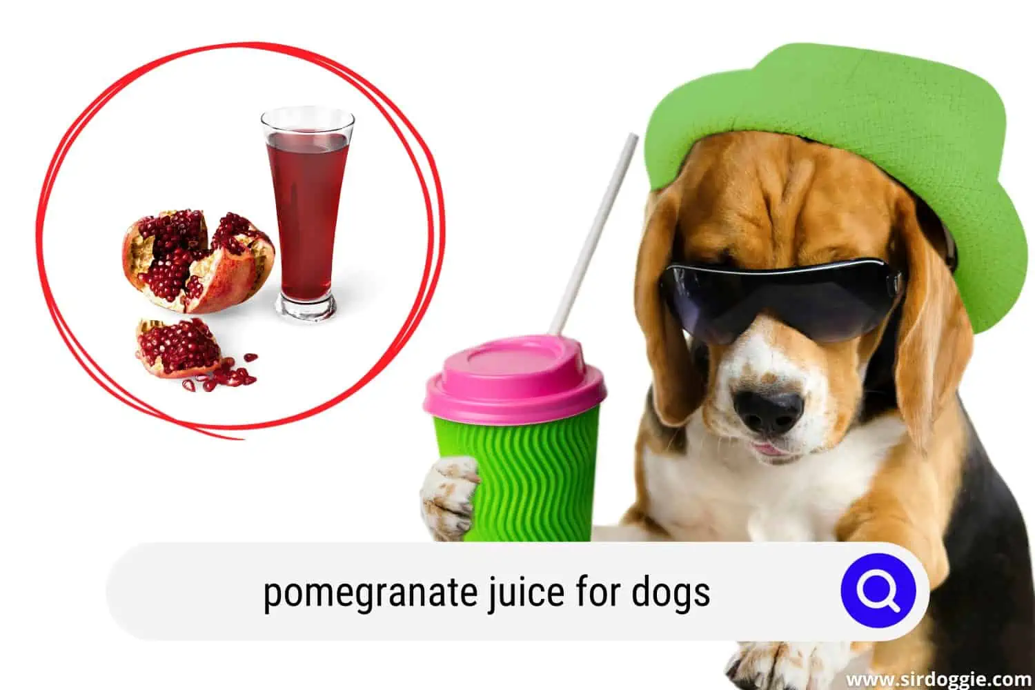 pomegranate juice for dogs