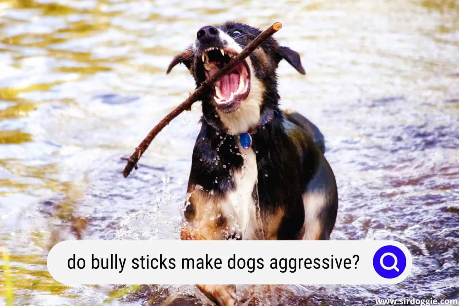 do bully sticks make dogs aggressive