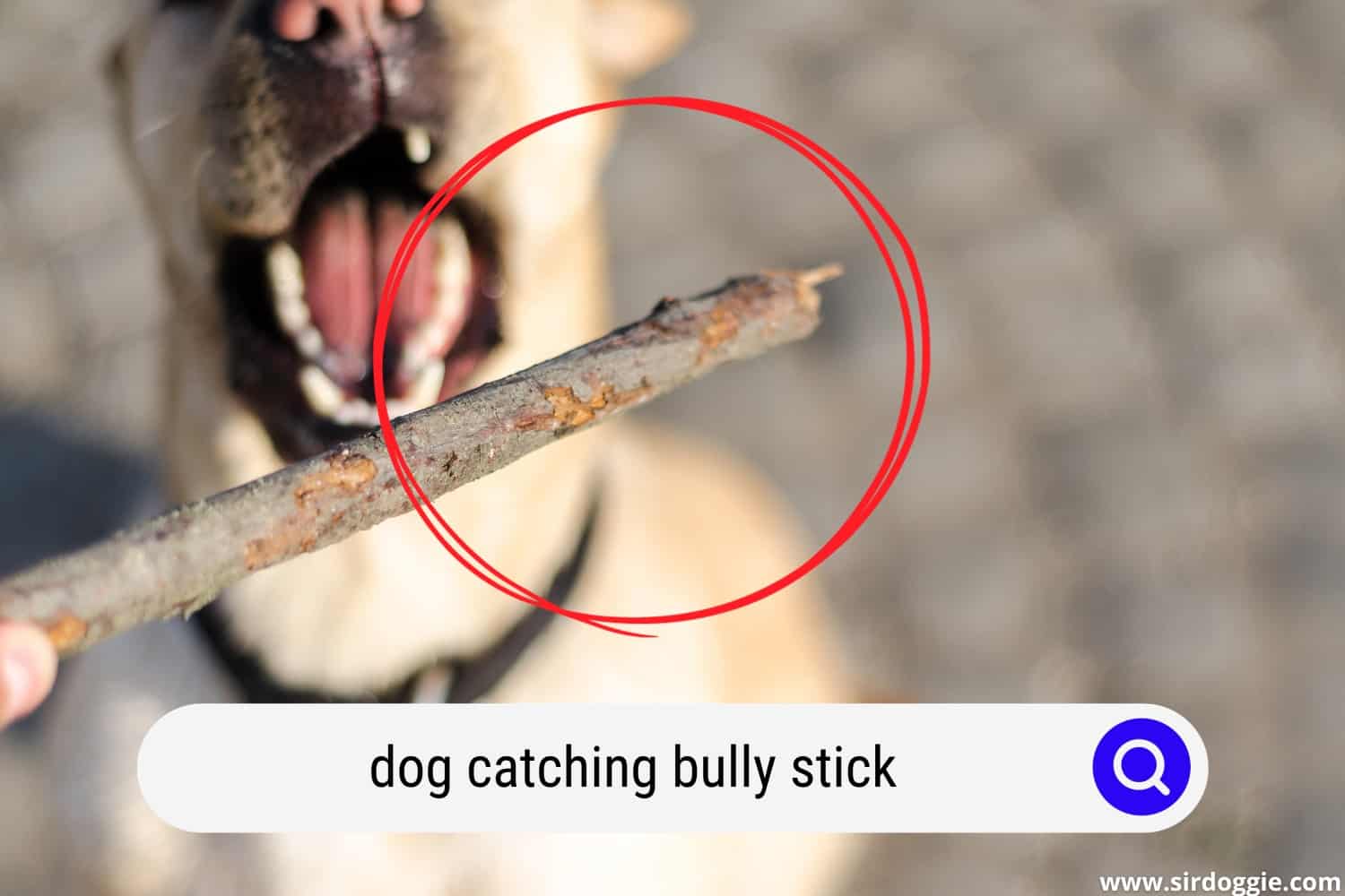dog catching bully stick