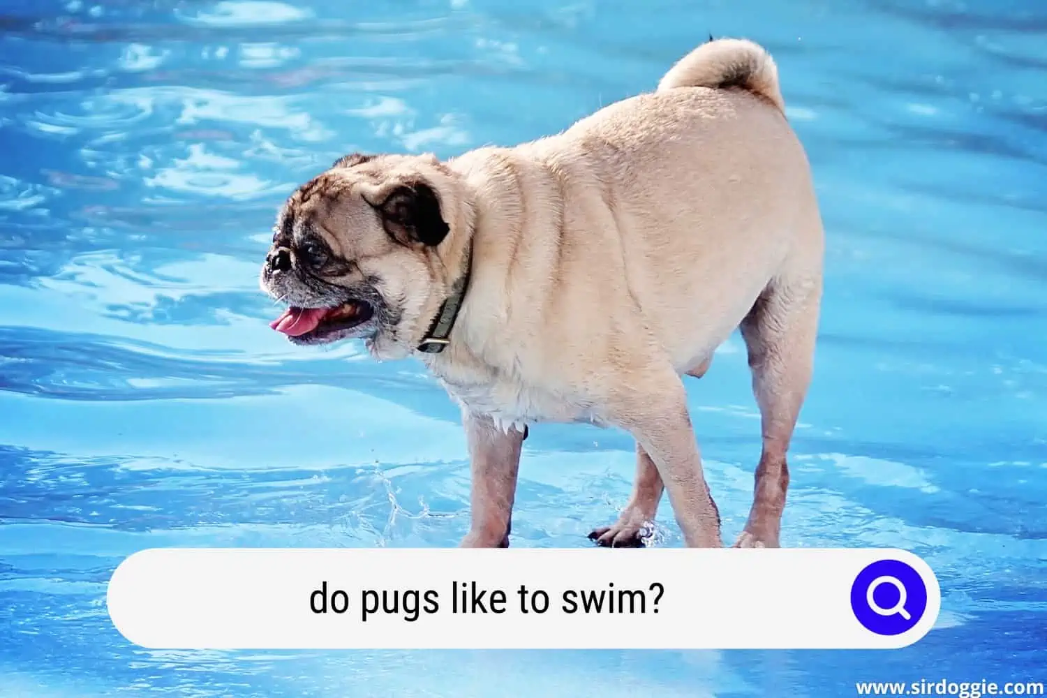 do pugs like to swim