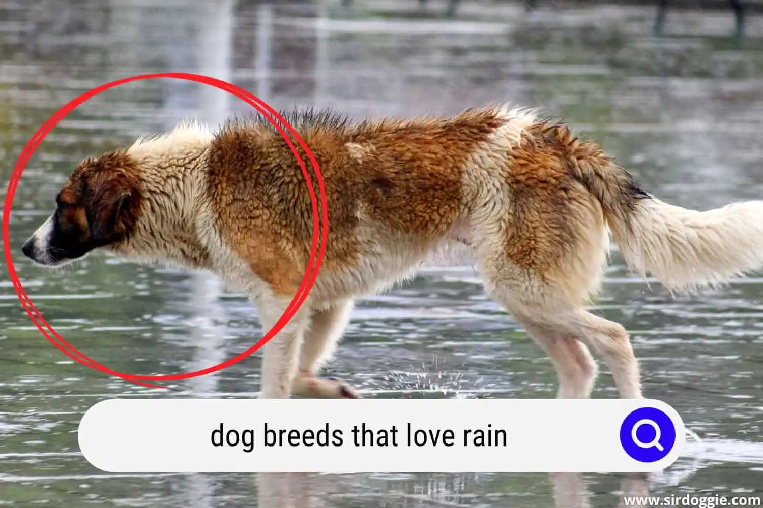 dog breeds that love rain