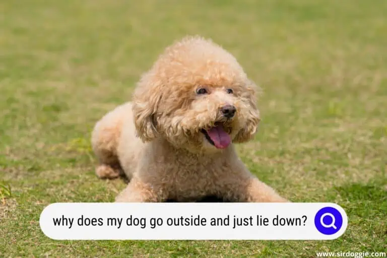 Why Does My Dog Go Outside and Just Lie Down?