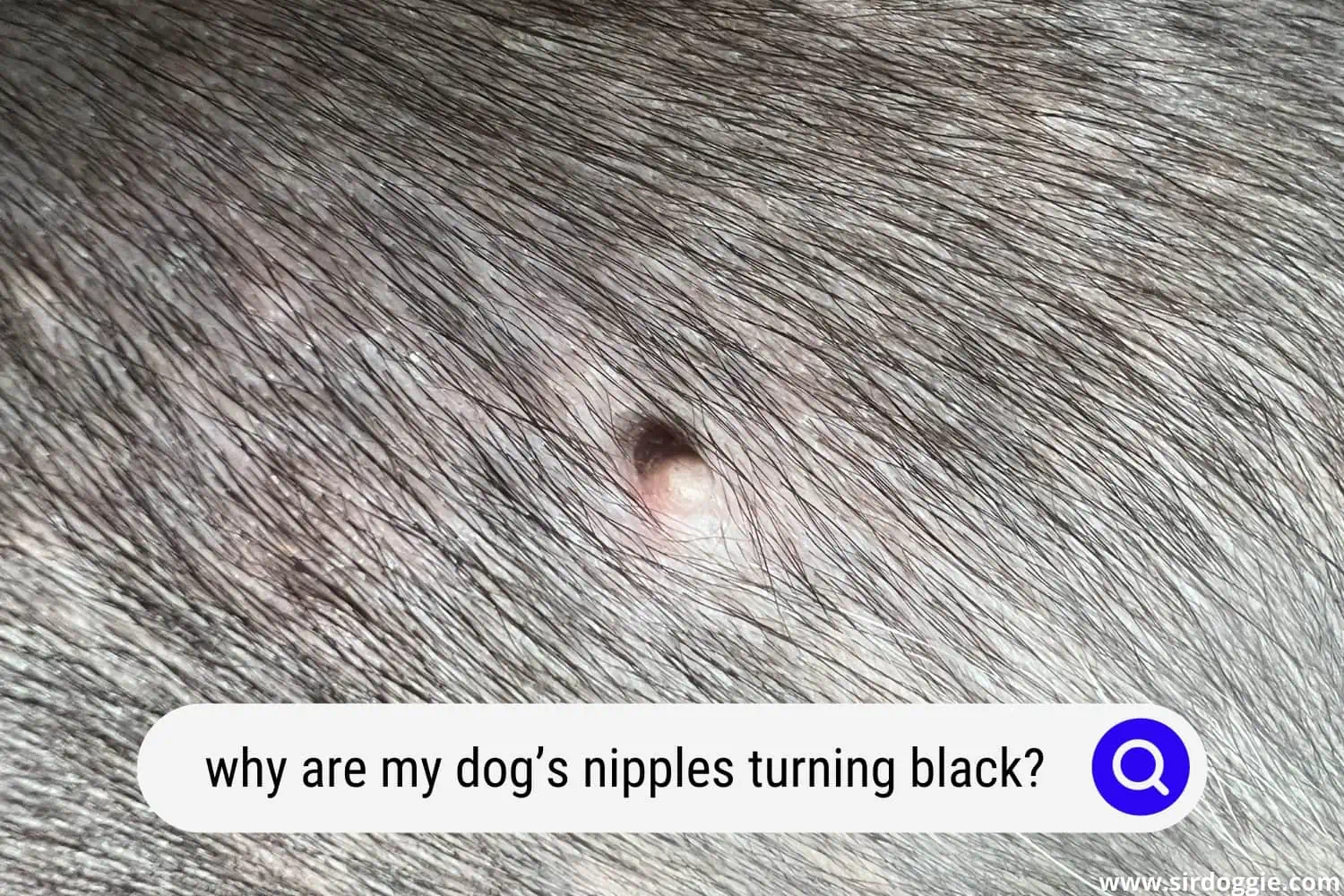 dogs nipples turning black
