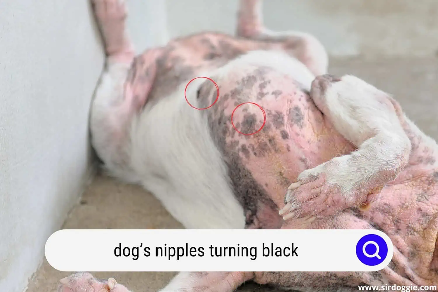 dogs nipples turning black