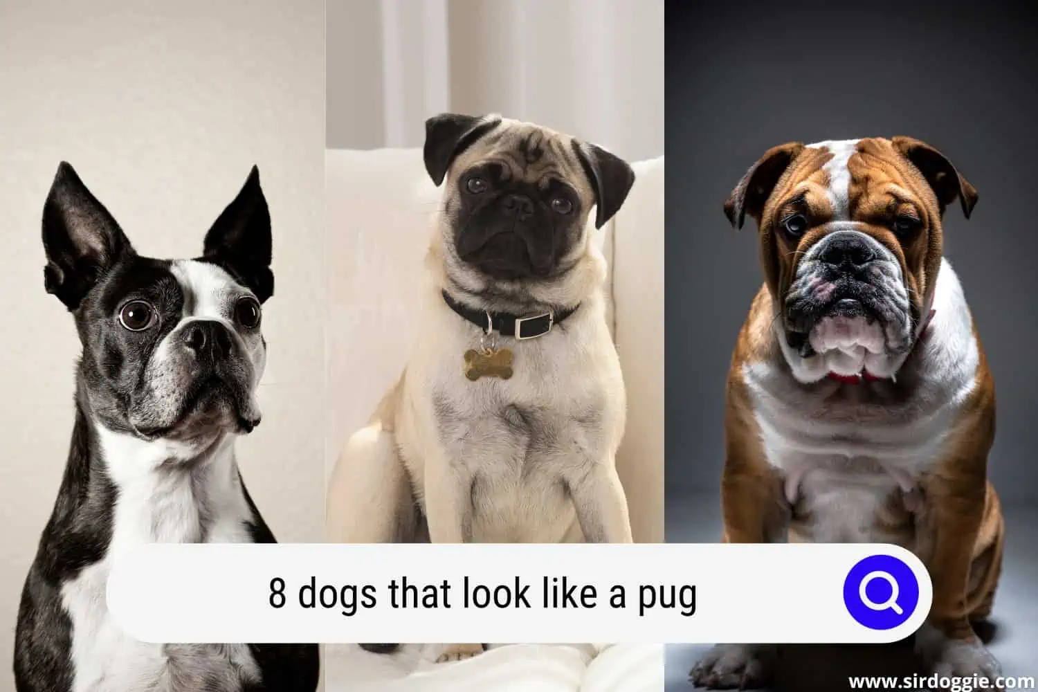 dogs that look like a pug