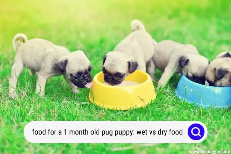 Food For A 1-Month-Old Pug Puppy: Wet Food Vs Dry Food