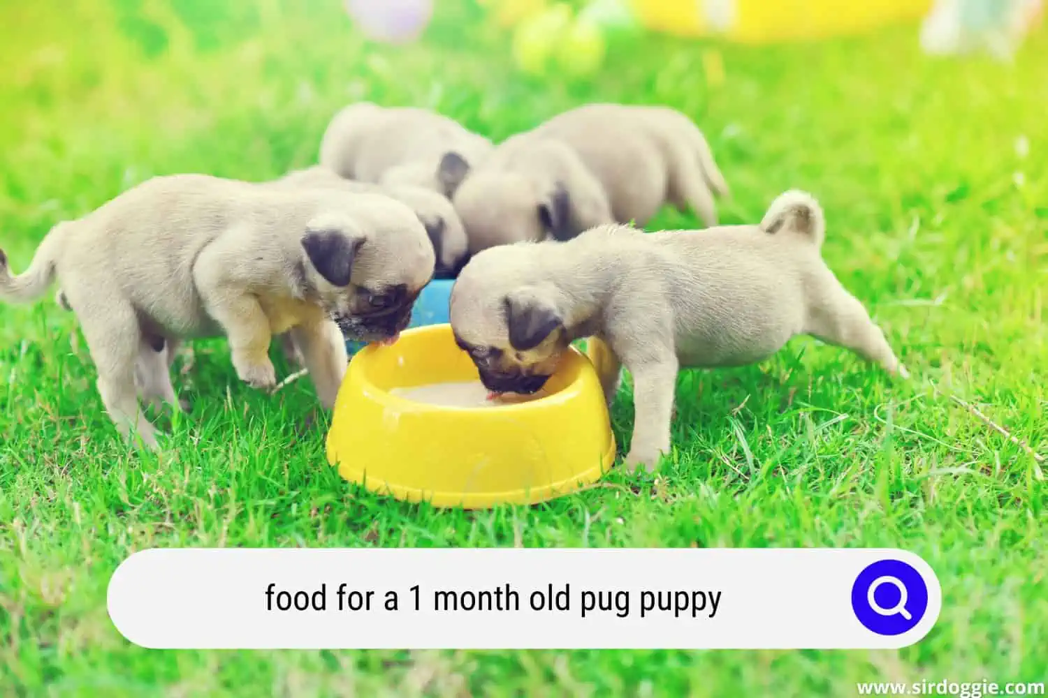food for a 1 month old pug puppy