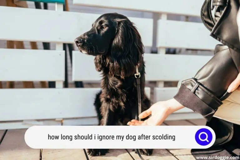 How Long Should I Ignore My Dog After Scolding?