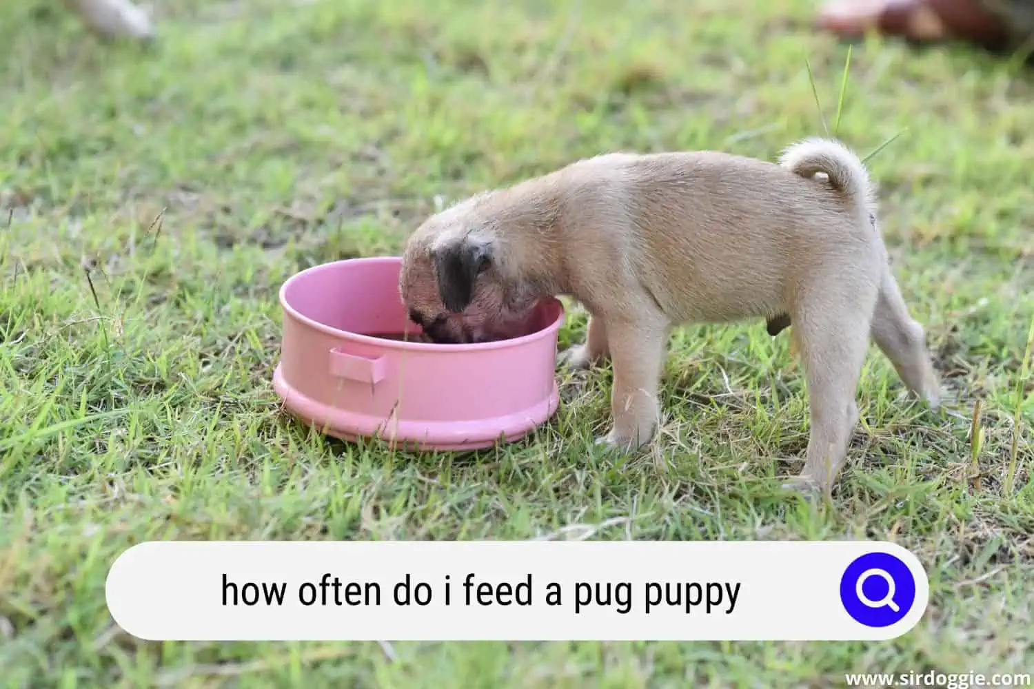 how often do i feed a pug puppy