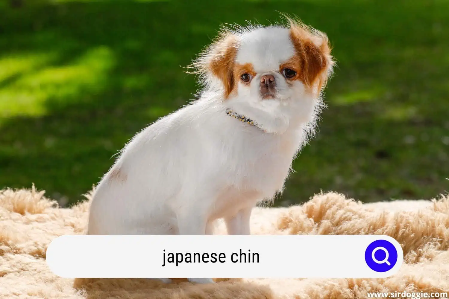 japanese chin
