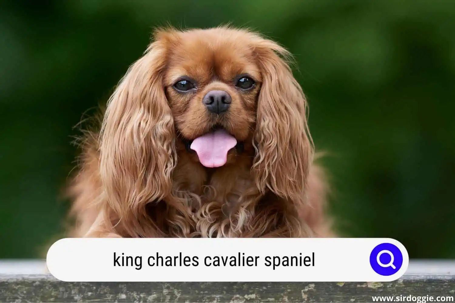 king charles cavalier spaniel