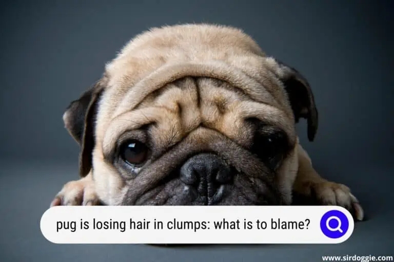Pug Is Losing Hair In Clumps: What Is To Blame?