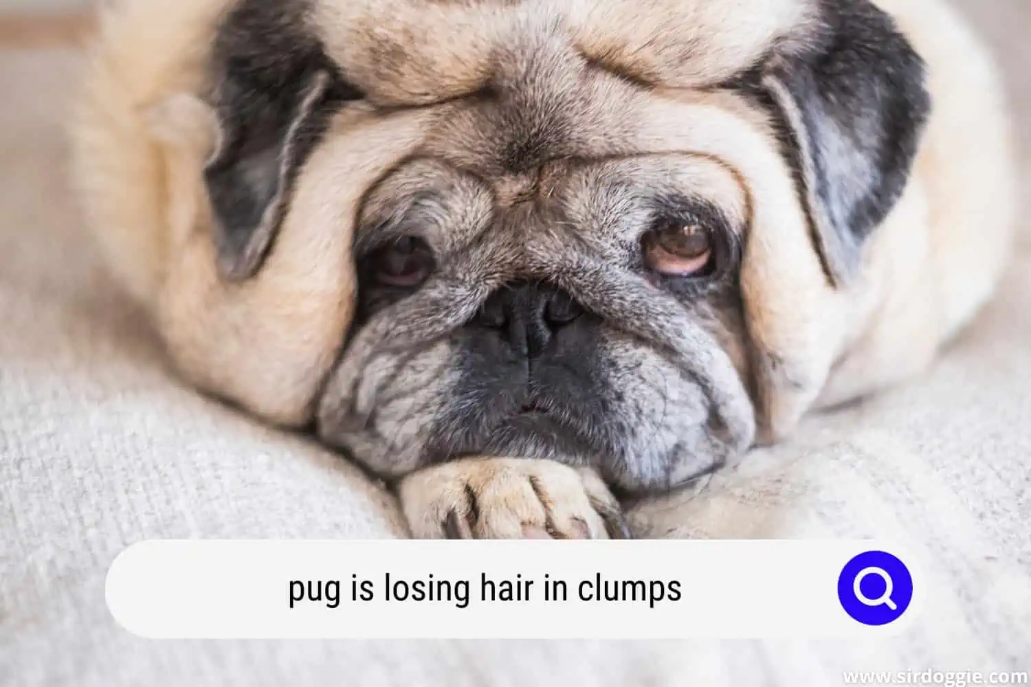 pug is losing hair in clumps