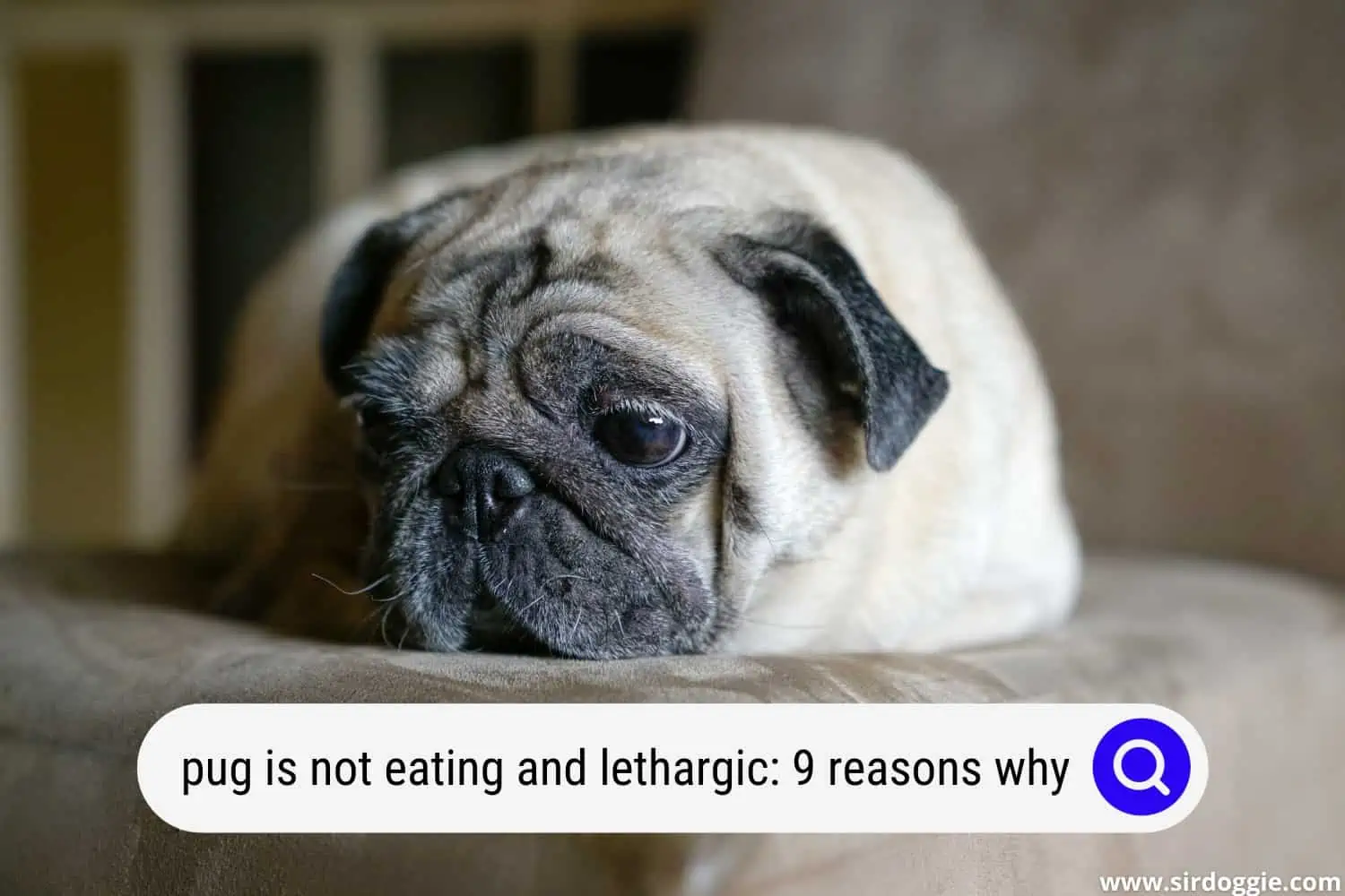pug not eating and lethargic