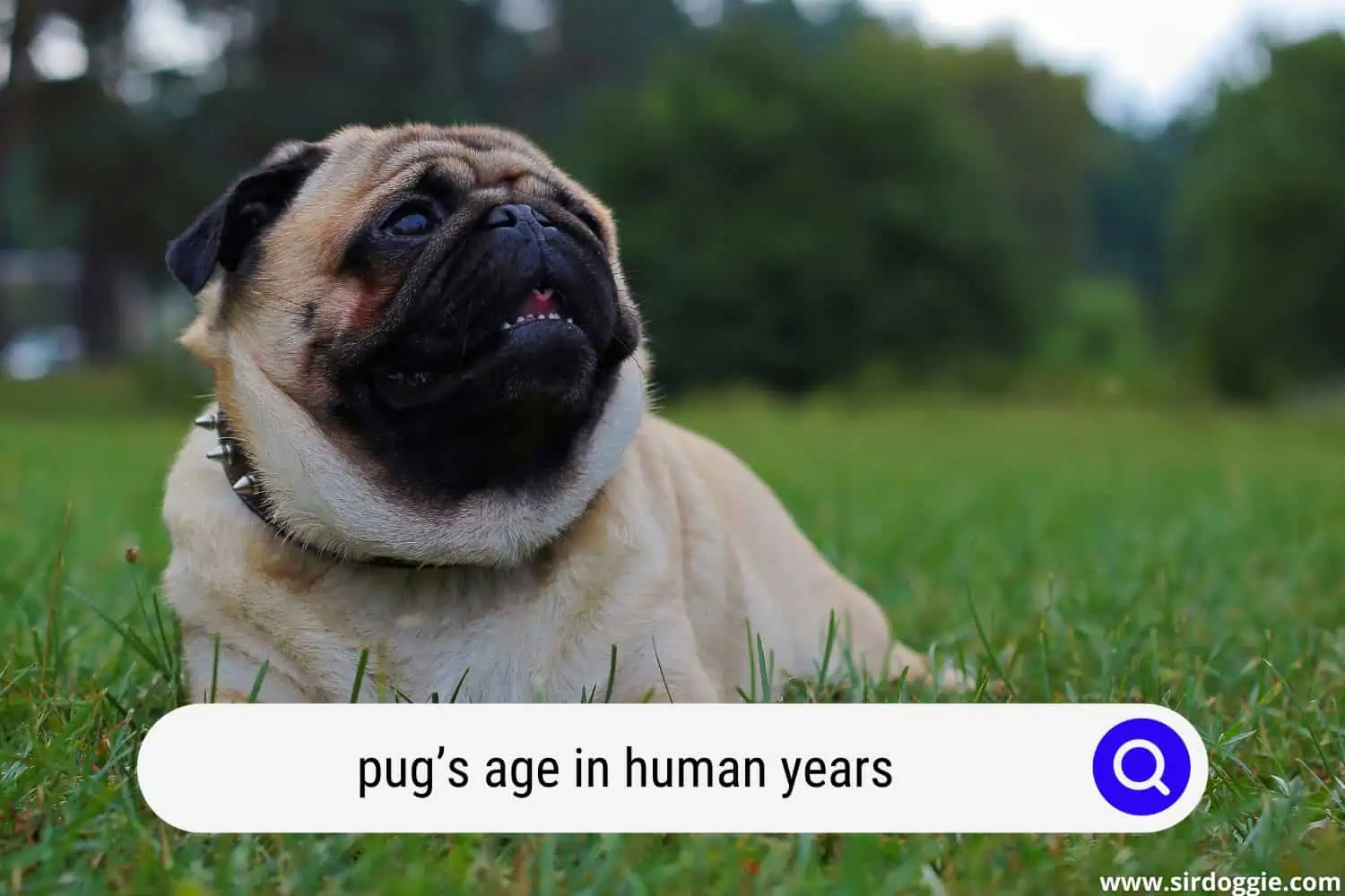 pugs age in human years