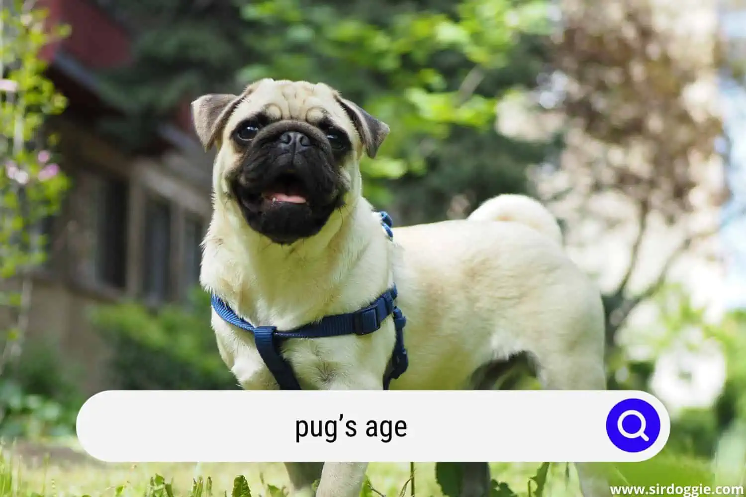 pugs age