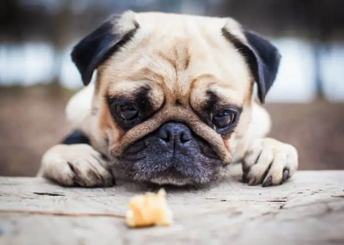 sad pug puppy