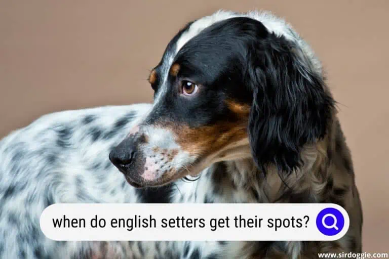 When Do English Setters Get Their Spots?