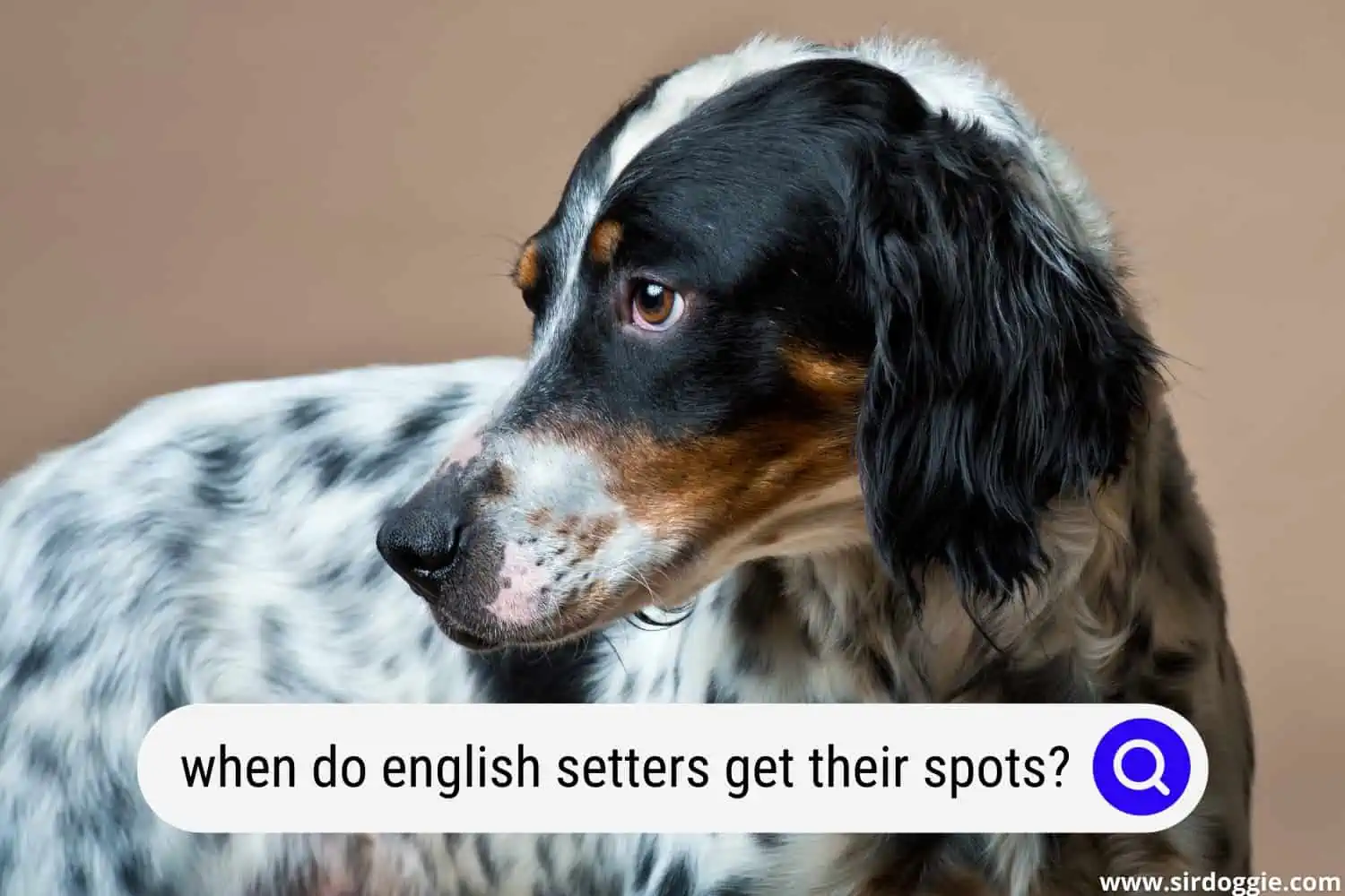 when do english setters get their spots