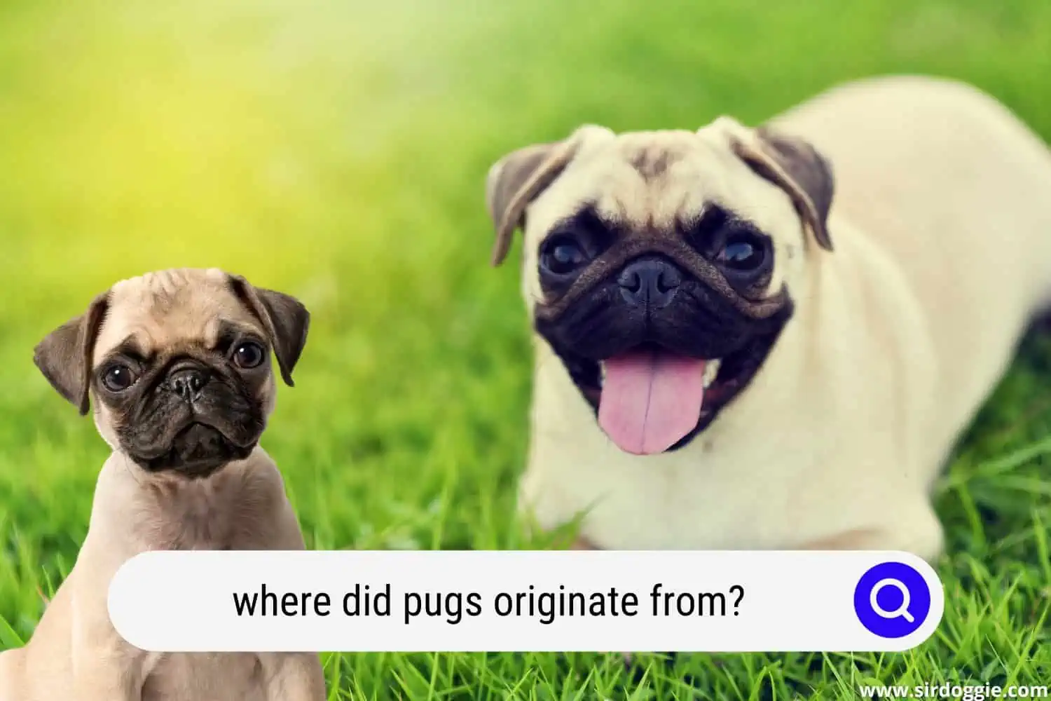 where did pugs originate from