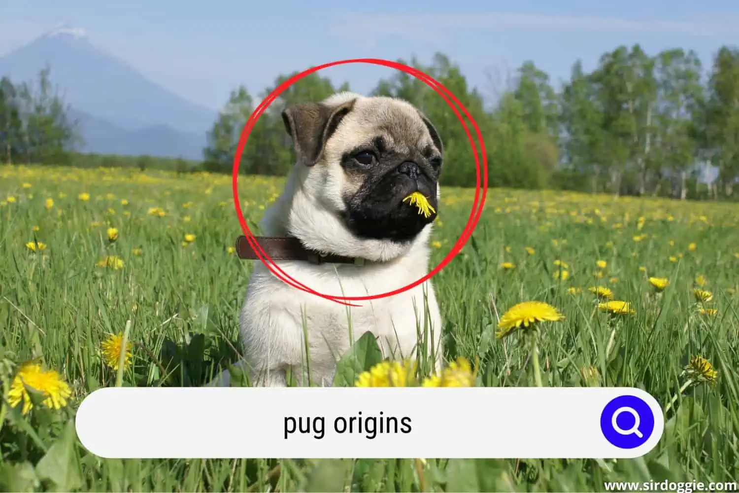 pug origins