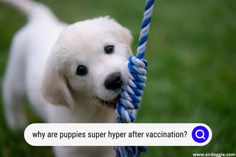 Why Are Puppies Super Hyper After Vaccination?