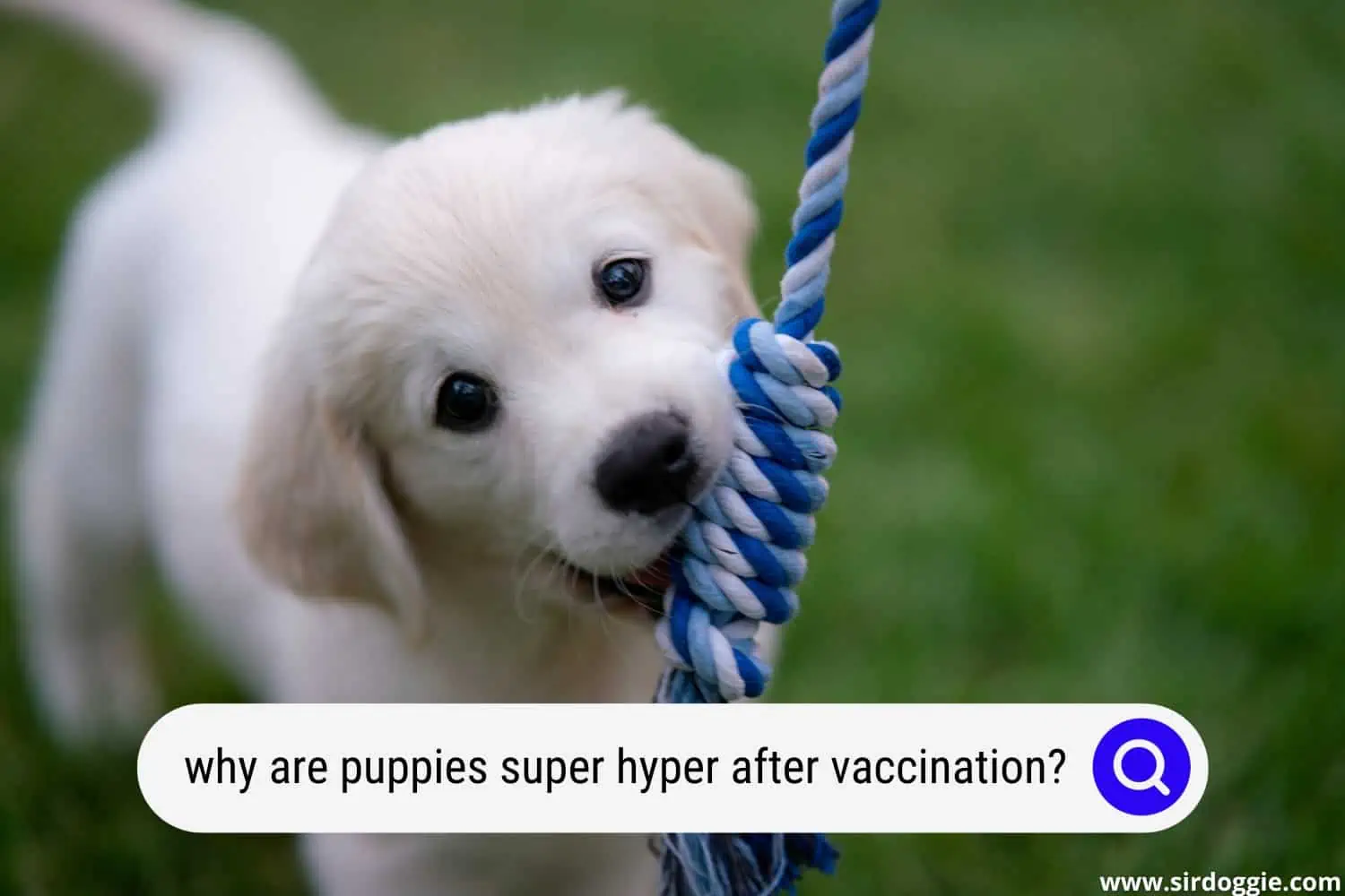 why are puppies super hyper after vaccination