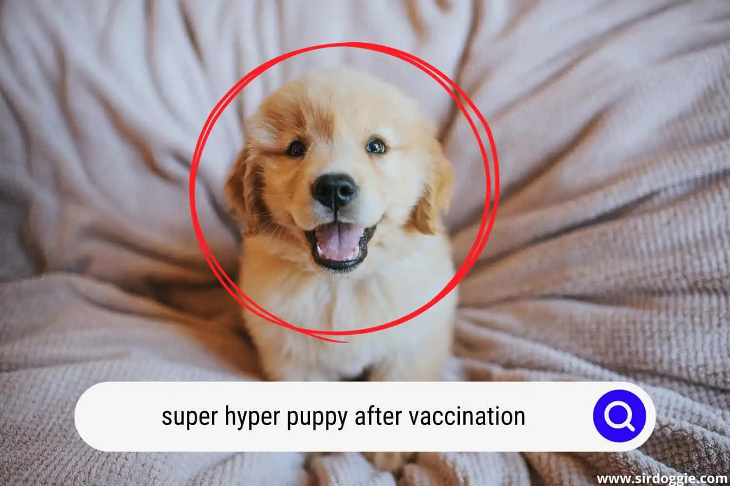 super hyper puppy after vaccination