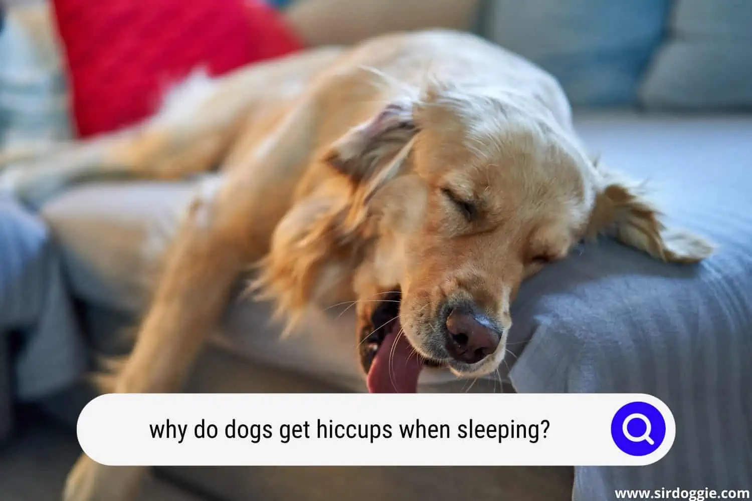 why do dogs get hiccups when sleeping