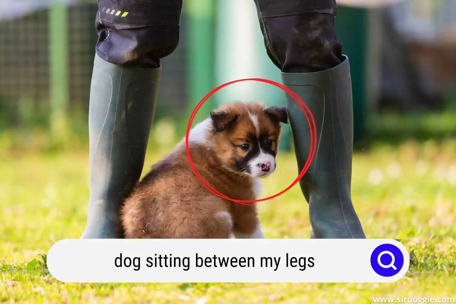 dog sitting between my legs