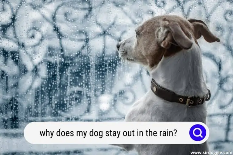 Why Does My Dog Stay Out in the Rain? (9 Reasons)