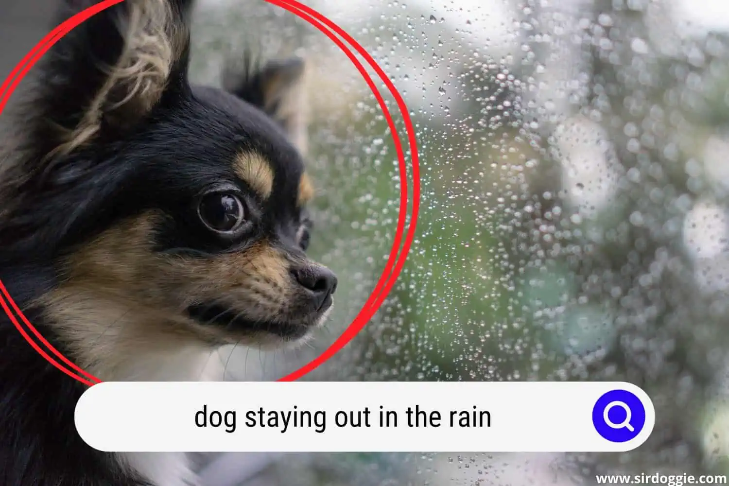 dog staying out in the rain