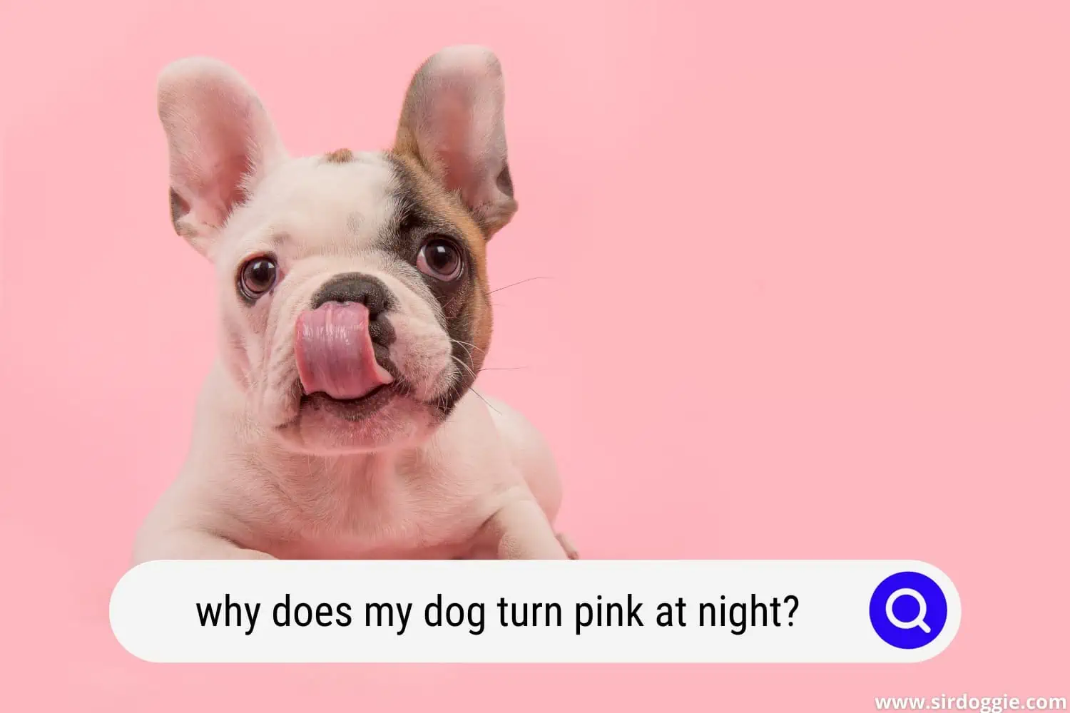 why does my dog turn pink at night
