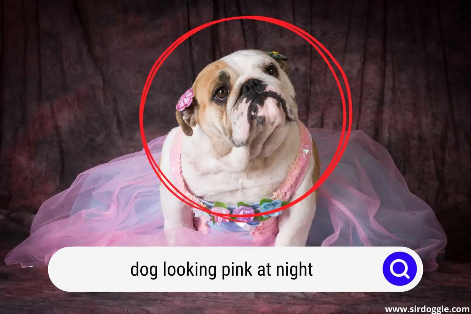 dog looking pink at night