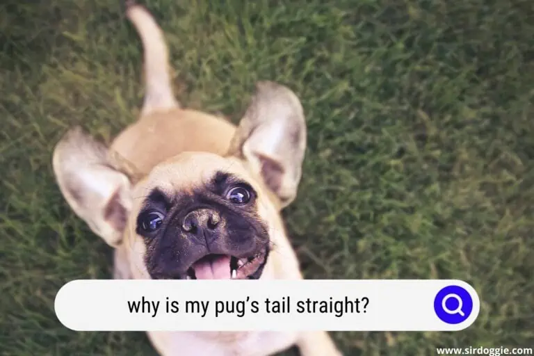 Why Is My Pug’s Tail Straight? 8 Main Reasons For The Phenomenon