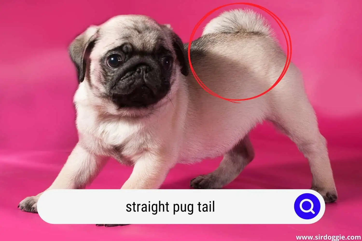 straight pug tail