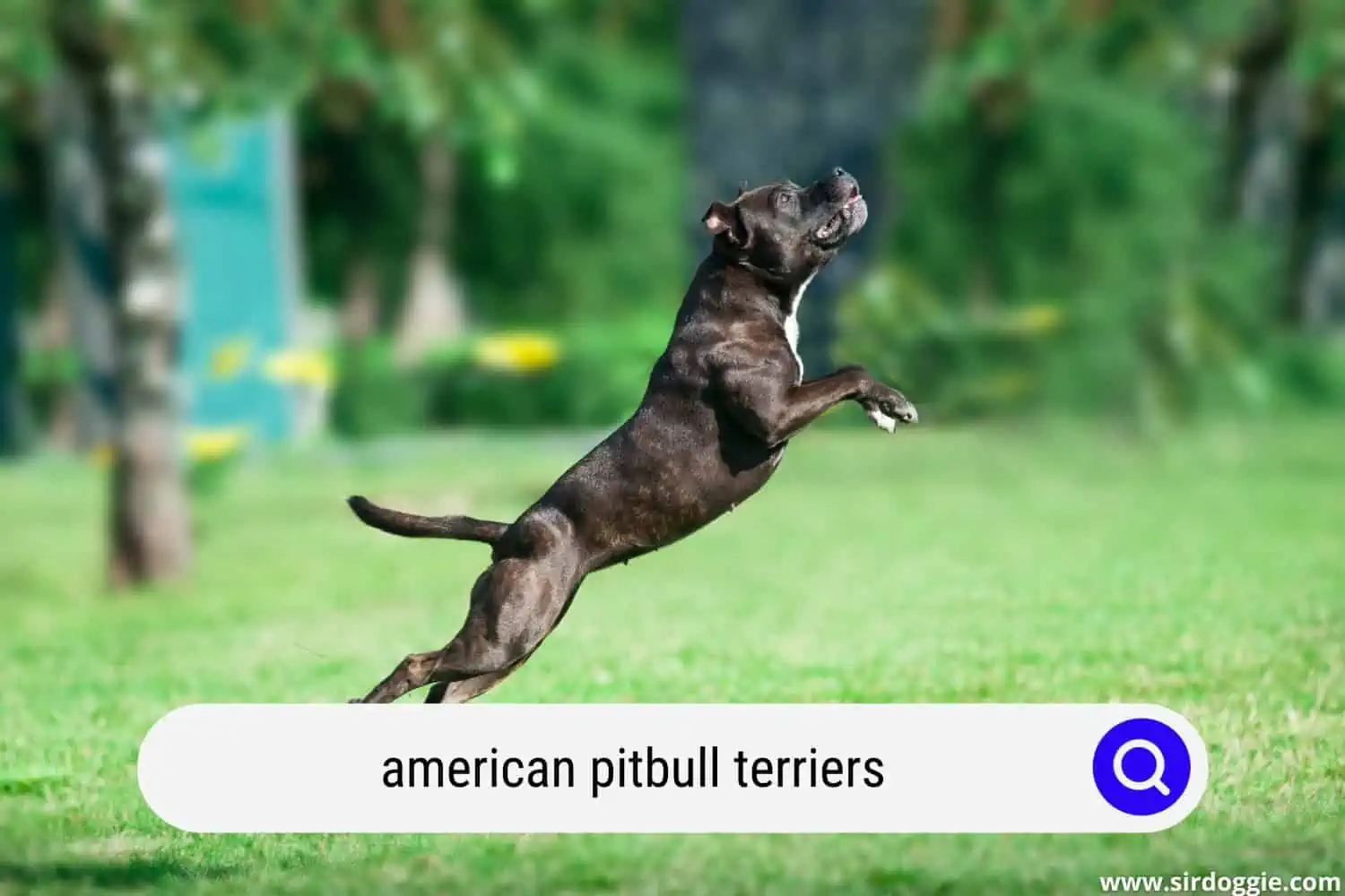 american pitbull terriers