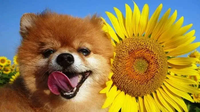are sunflower seeds safe for dogs