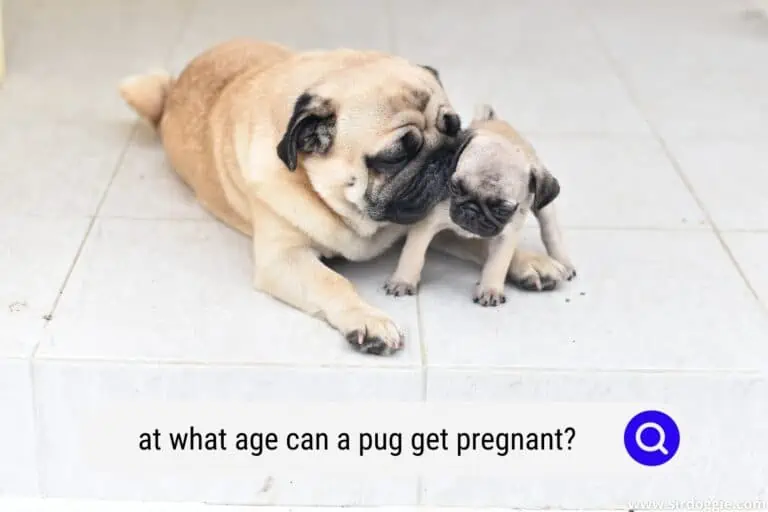 at what age can a pug get pregnant