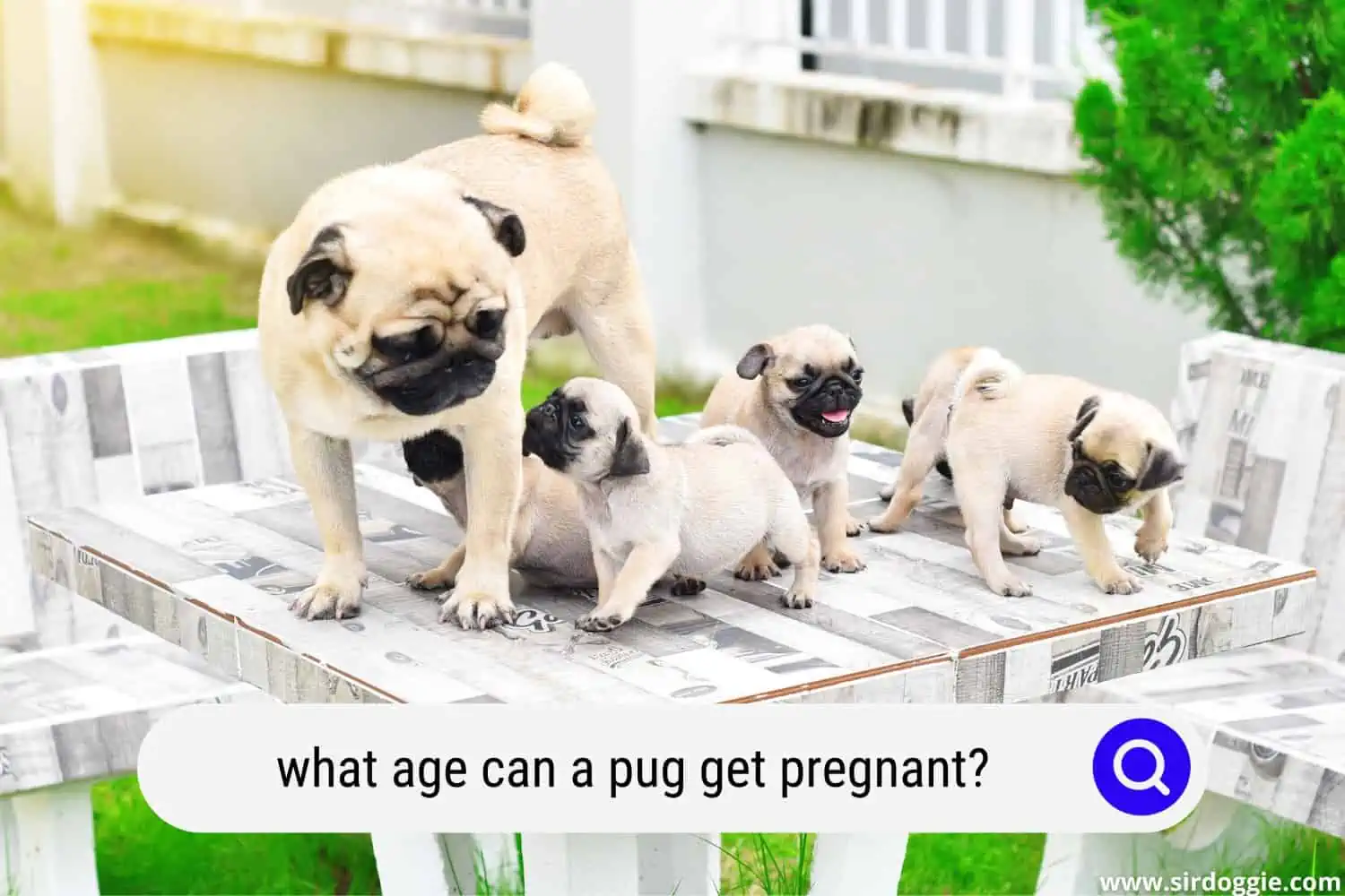 at what age can a pug get pregnant