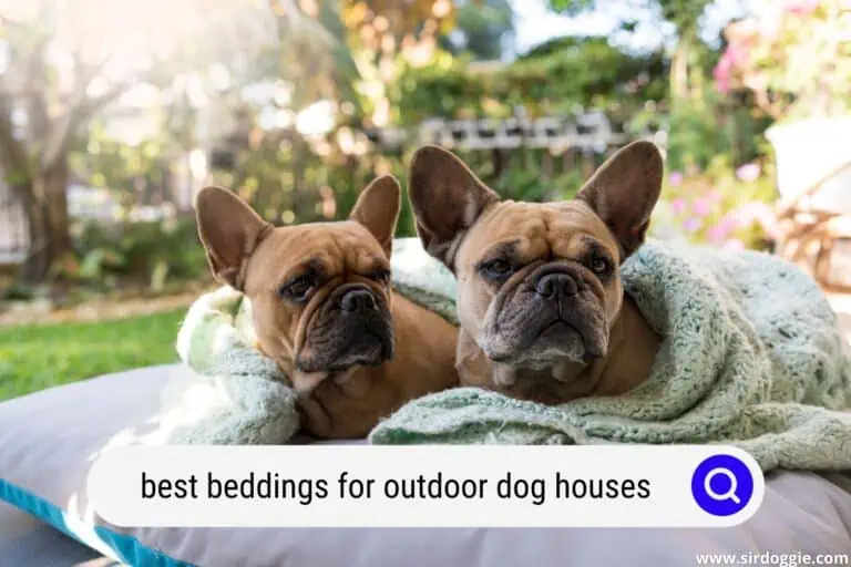 4 Best Beddings for Outdoor Dog Houses for 2023