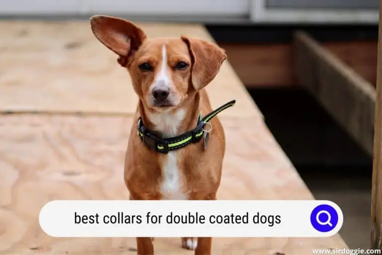 4 Best Collars For Double Coated Dogs for 2023